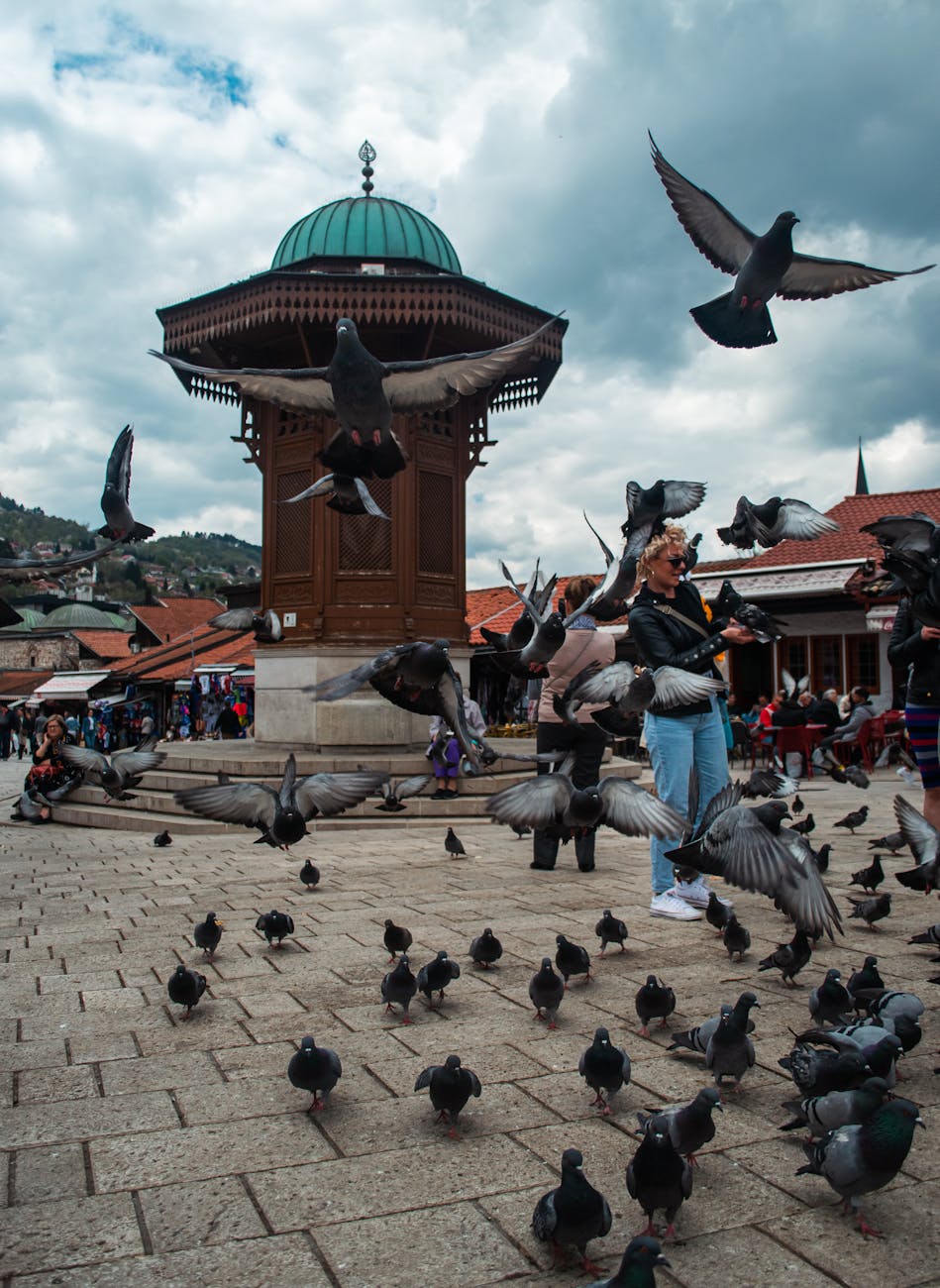 pigeons on plaza