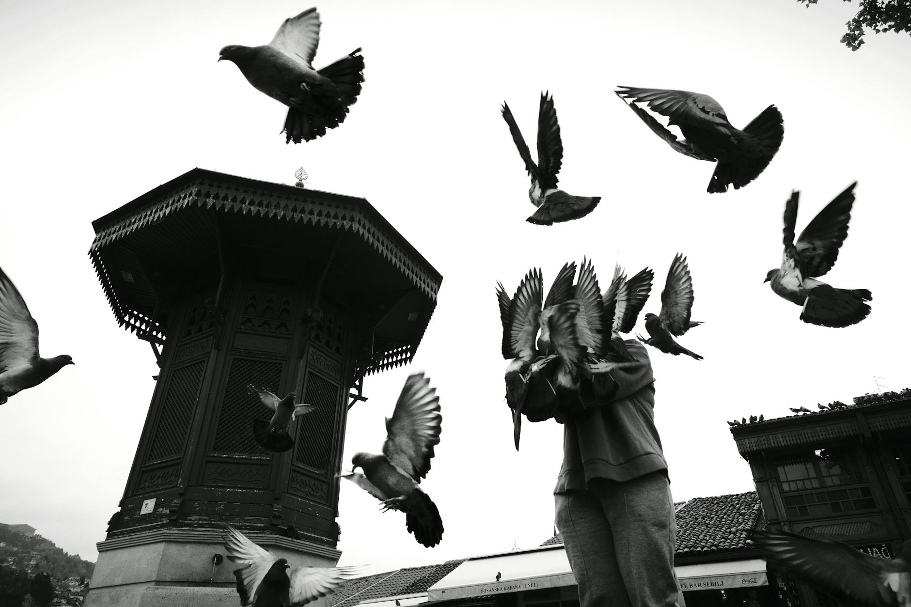 pigeons at historic sebilj fountain in sarajevo