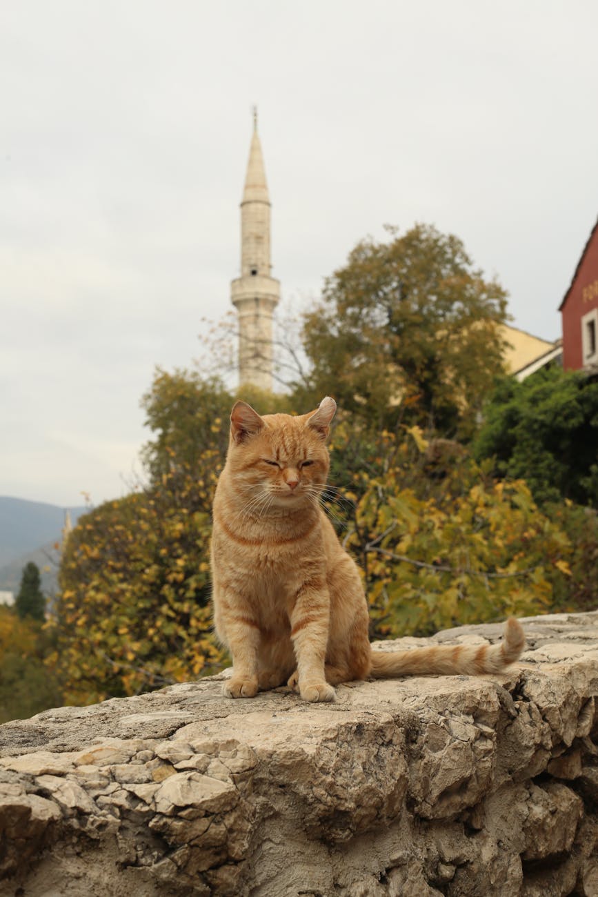 ginger cat relaxing in sarajevo s historic cityscape