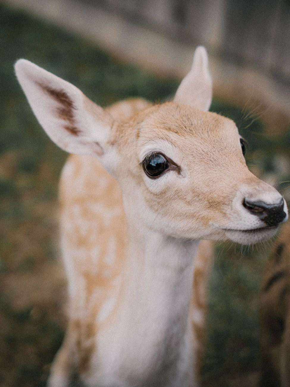 baby roe deer standing and looking